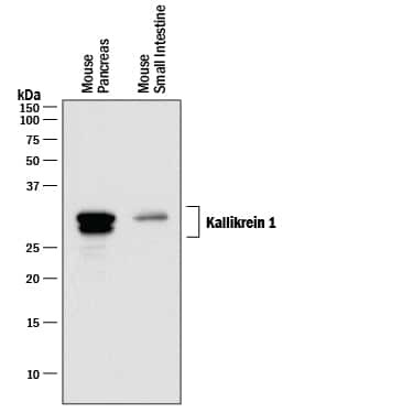 Kallikrein 1 Antibody in Western Blot (WB)