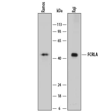 FCRLA Antibody in Western Blot (WB)