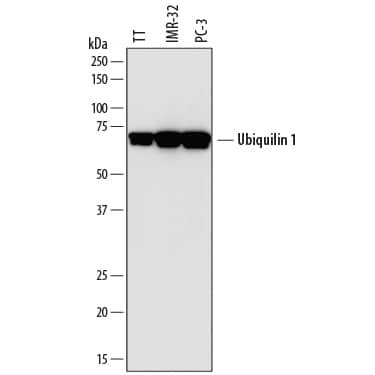 Ubiquilin 1 Antibody in Western Blot (WB)
