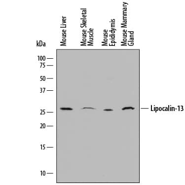 OBP2A Antibody in Western Blot (WB)