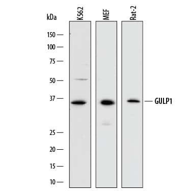 GULP1 Antibody in Western Blot (WB)