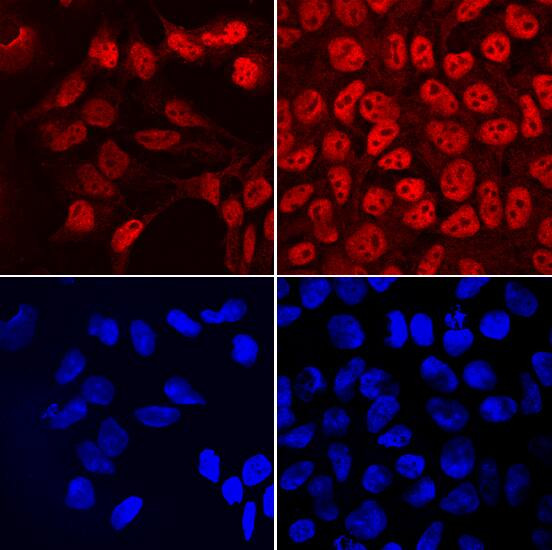 FRAT2 Antibody in Immunocytochemistry (ICC/IF)