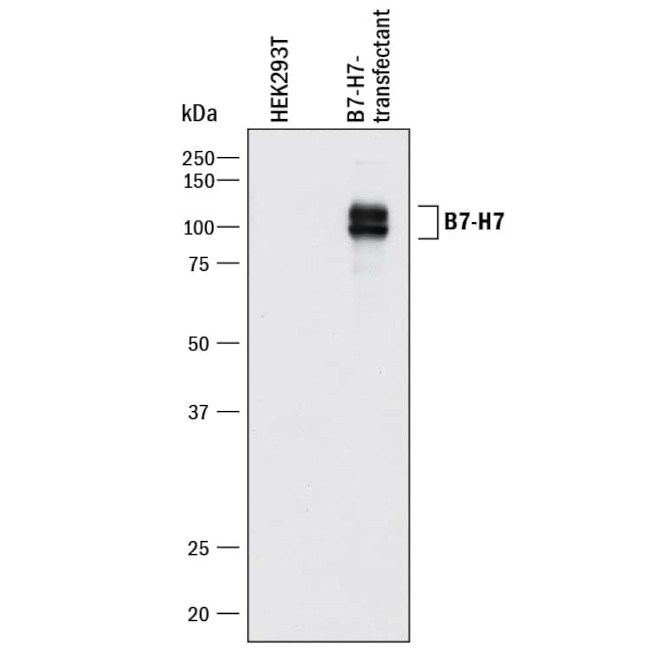 HHLA2 Antibody in Western Blot (WB)