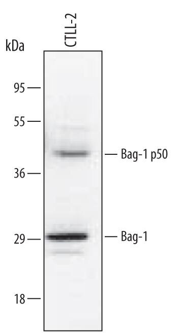 BAG1 Antibody in Western Blot (WB)