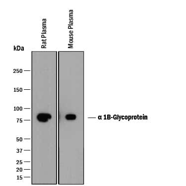 A1BG Antibody in Western Blot (WB)