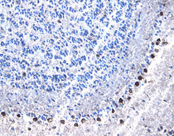 Phospho-RSK1/RSK2 (Ser221, Ser227) Antibody in Immunohistochemistry (Frozen) (IHC (F))