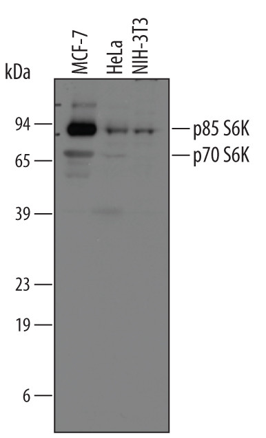 p70 S6 Kinase Antibody in Western Blot (WB)