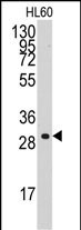 Cyclin C Antibody in Western Blot (WB)