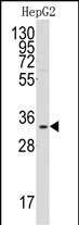 C1QBP Antibody in Western Blot (WB)