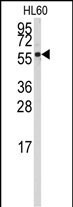 CYP4Z1 Antibody in Western Blot (WB)