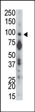 PTPRA Antibody in Western Blot (WB)