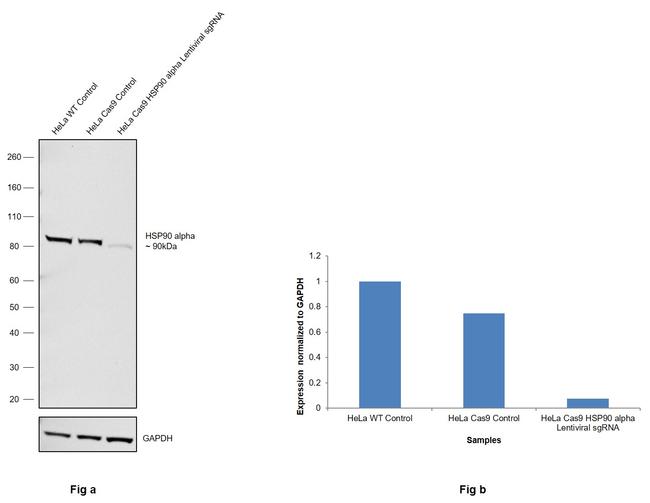 HSP90 alpha Antibody in Western Blot (WB)