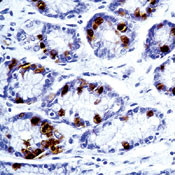 Gastrin Antibody in Immunohistochemistry (Paraffin) (IHC (P))