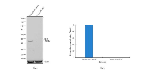 MEK1 Antibody in Western Blot (WB)