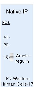 Amphiregulin Antibody in Immunoprecipitation (IP)