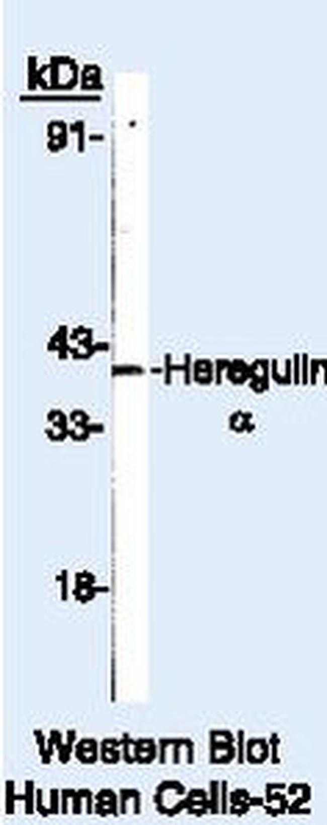 NRG1 Antibody in Western Blot (WB)