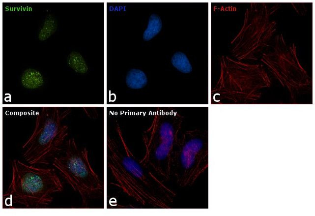 Survivin Antibody in Immunocytochemistry (ICC/IF)