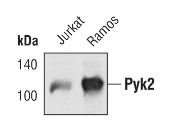PYK2 Antibody in Western Blot (WB)