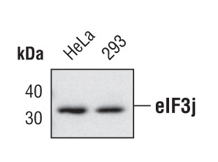 eIF3j Antibody in Western Blot (WB)