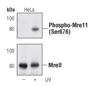 Phospho-MRE11 (Ser676) Antibody in Western Blot (WB)