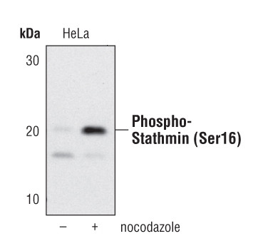 Phospho-Stathmin 1 (Ser16) Antibody in Western Blot (WB)