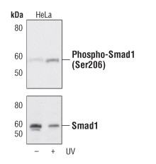 Phospho-SMAD1 (Ser206) Antibody in Western Blot (WB)