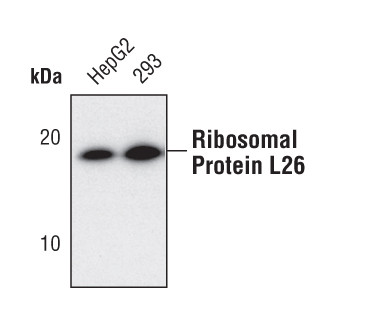 RPL26 Antibody in Western Blot (WB)