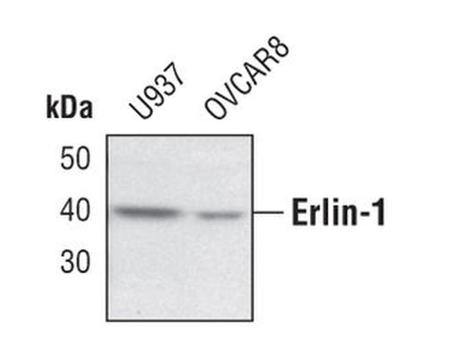 ERLIN1 Antibody in Western Blot (WB)