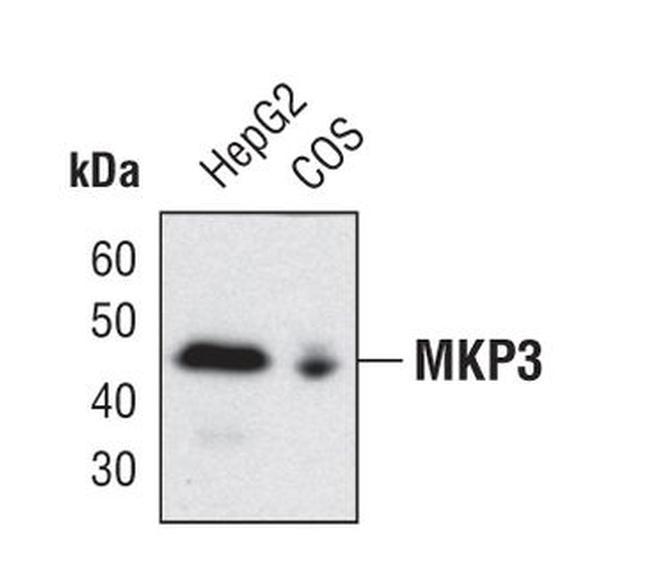 MKP3 Antibody in Western Blot (WB)