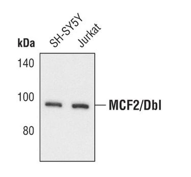 MCF2 Antibody in Western Blot (WB)