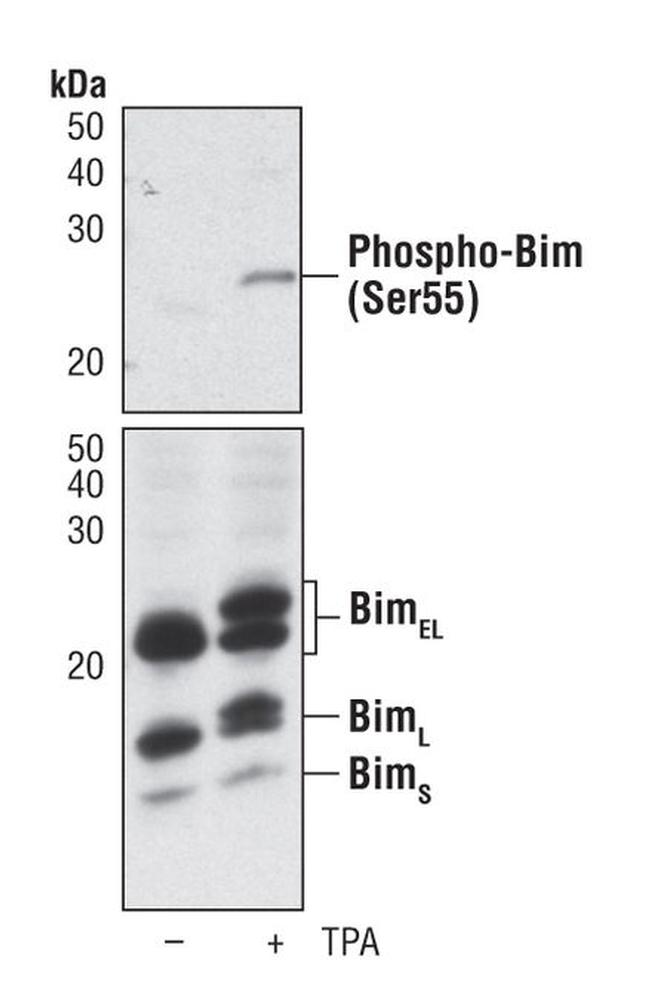 Phospho-Bim (Ser55) Antibody in Western Blot (WB)