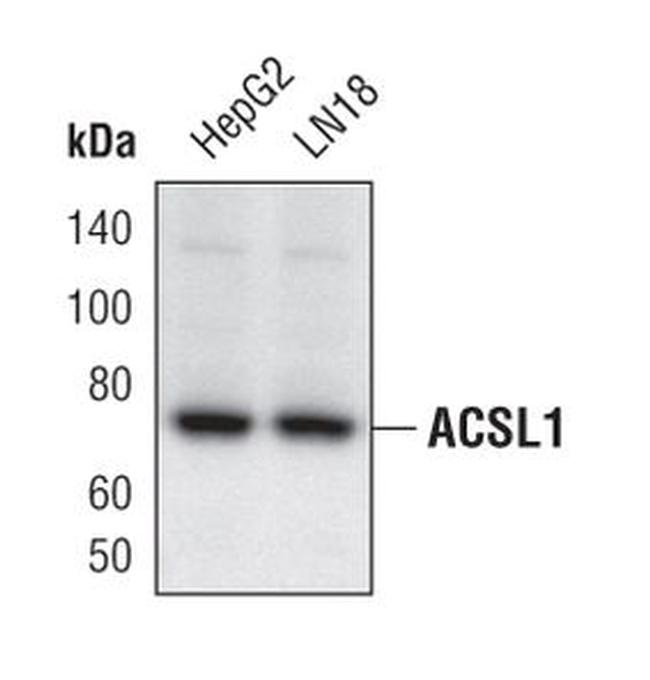 ACSL1 Antibody in Western Blot (WB)