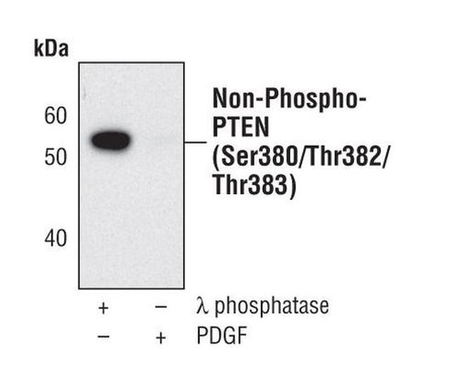 Non-Phospho PTEN (Ser380+Thr382+Thr383) Antibody in Western Blot (WB)