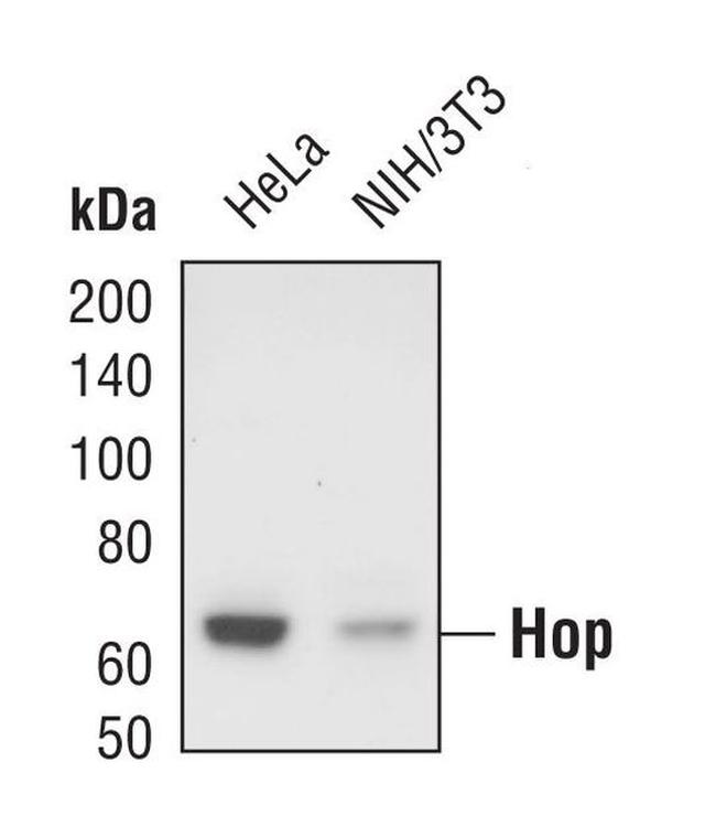 STIP1 Antibody in Western Blot (WB)
