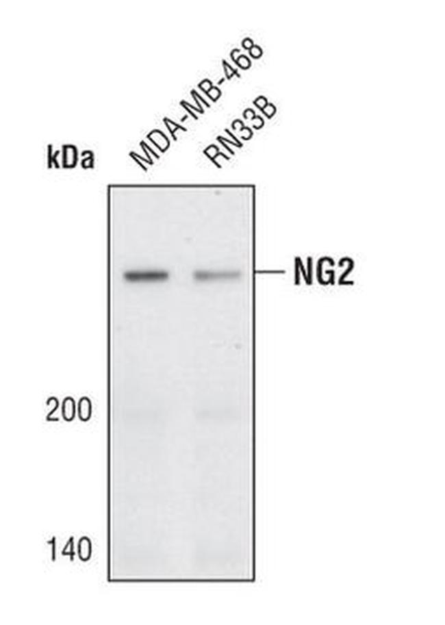NG2 Antibody in Western Blot (WB)