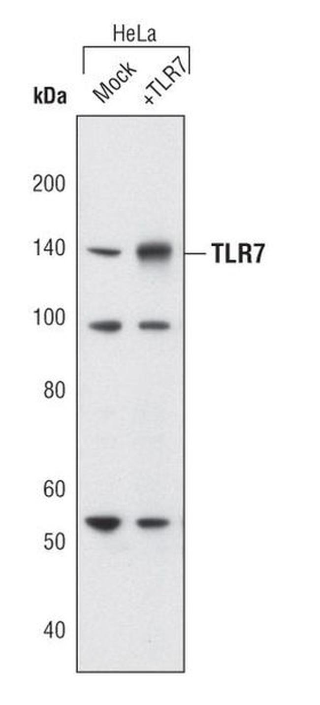 TLR7 Antibody in Western Blot (WB)