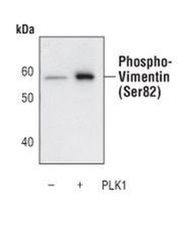 Phospho-Vimentin (Ser83) Antibody in Western Blot (WB)