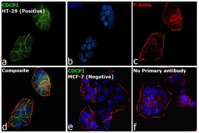 CDCP1 Antibody in Immunocytochemistry (ICC/IF)