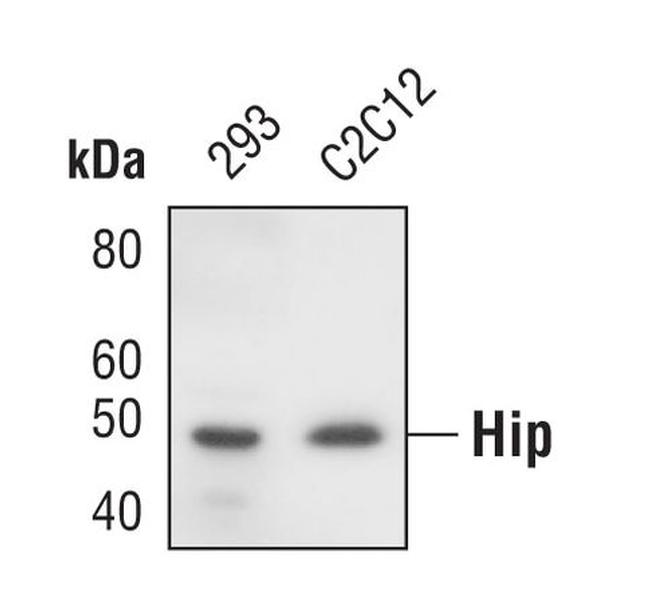 HIP Antibody in Western Blot (WB)