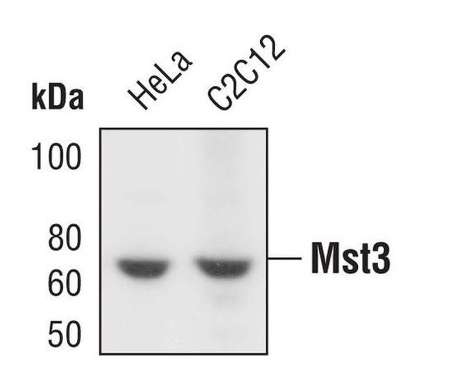 MST3 Antibody in Western Blot (WB)