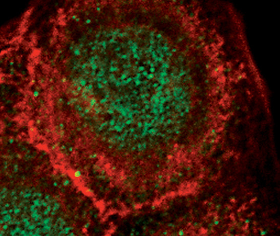 CLK3 Antibody in Immunocytochemistry (ICC/IF)