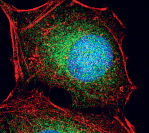 OXSR1 Antibody in Immunocytochemistry (ICC/IF)