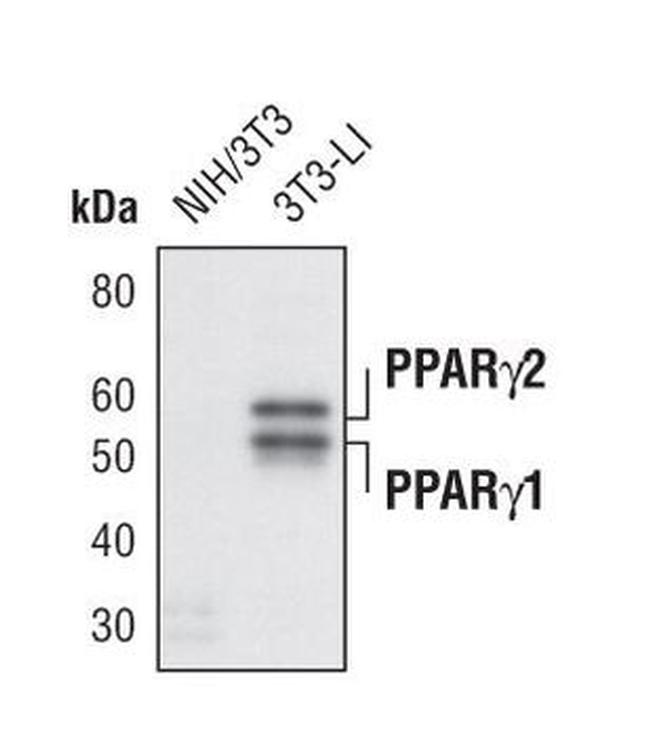 PPAR-gamma Antibody in Western Blot (WB)