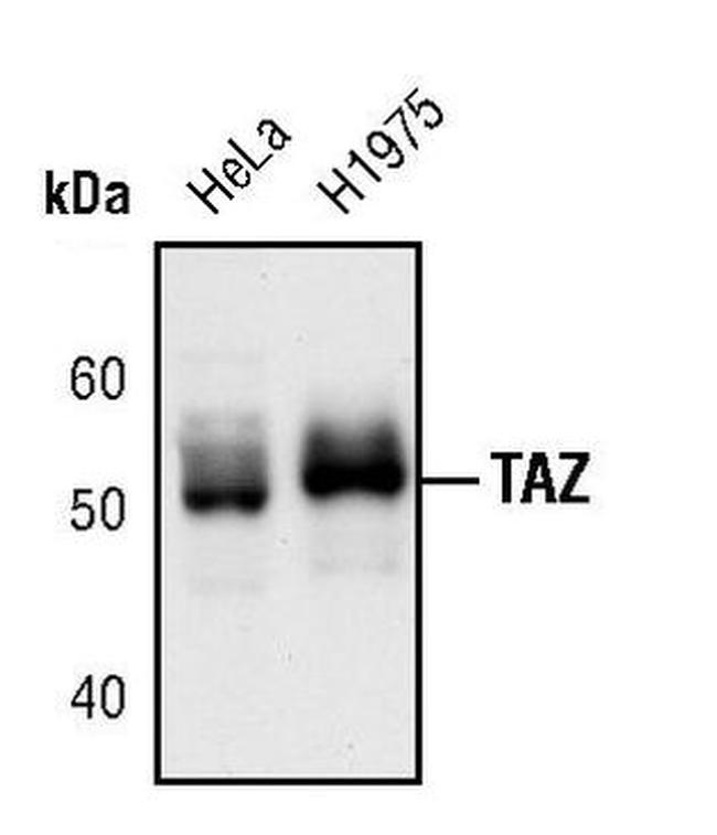 WWTR1 Antibody in Western Blot (WB)