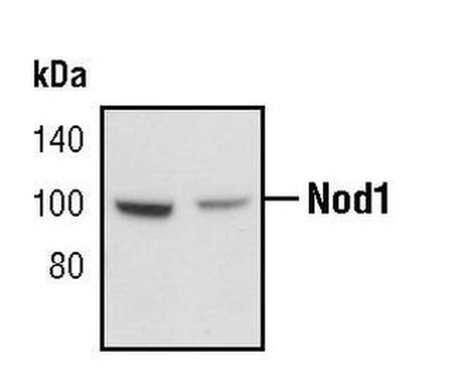 NOD1 Antibody in Western Blot (WB)