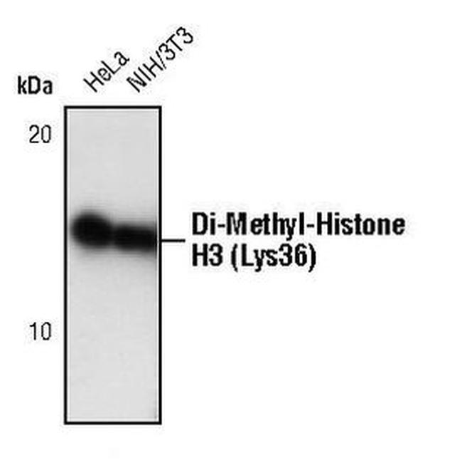 H3K36me2 Antibody in Western Blot (WB)