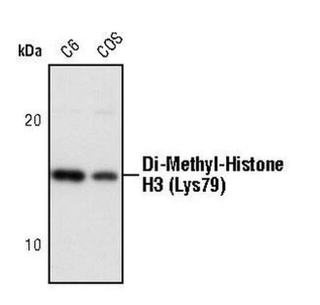 H3K79me2 Antibody in Western Blot (WB)