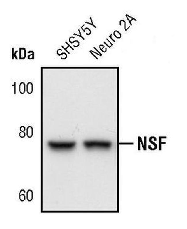 NSF Antibody in Western Blot (WB)