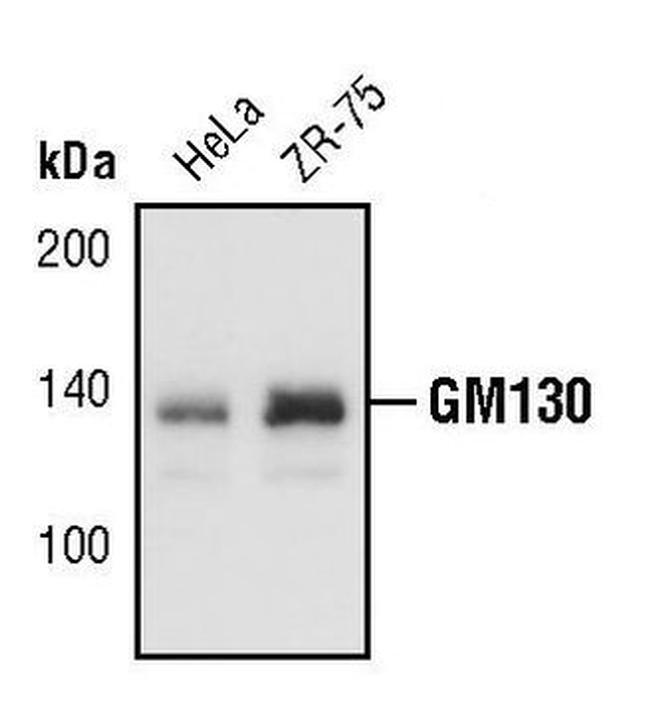 GM130 Antibody in Western Blot (WB)