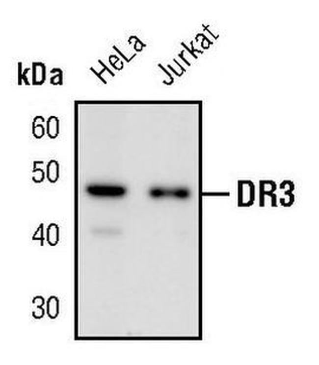 DR3 Antibody in Western Blot (WB)